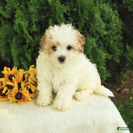 Maltipoo dogs for sale - Ad 3
