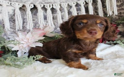Miniature Dachshund dogs for sale: Gilbert - Image 5