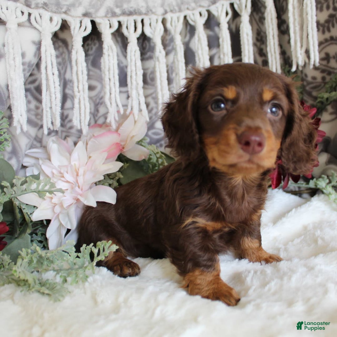 Miniature Dachshund dogs for sale: Gilbert - Image 5