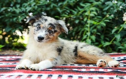 Australian Shepherd dogs for sale: Georgia - Image 11