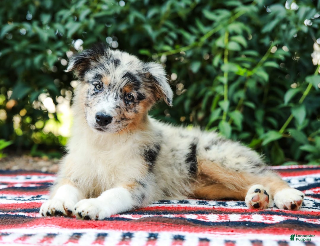 Australian Shepherd dogs for sale: Georgia - Image 11
