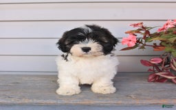 Teddy Bear dogs for sale: Lonnie - Image 3