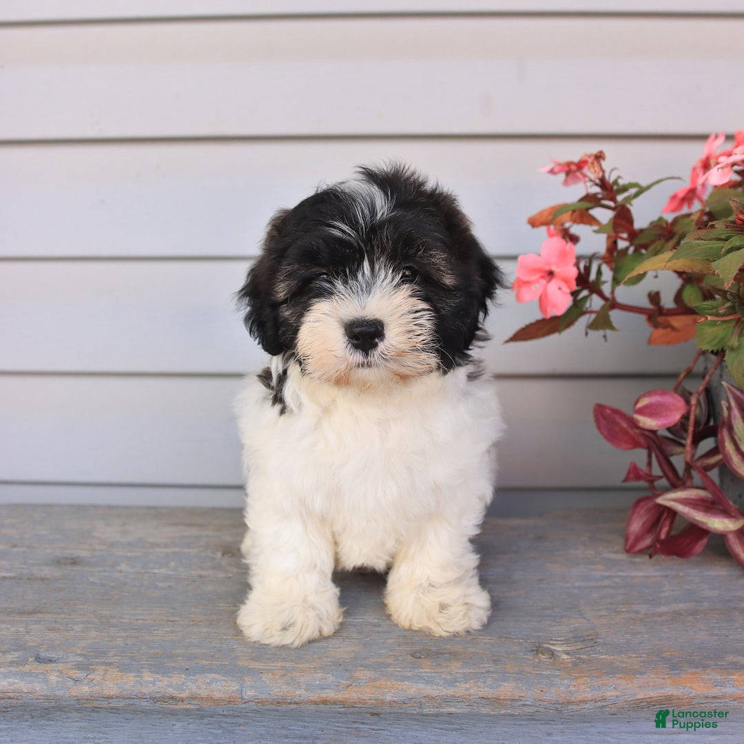 Teddy Bear dogs for sale: Lonnie - Image 3