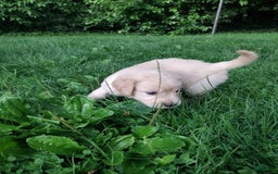 Golden Retriever dogs for sale: Prairie - Image 21