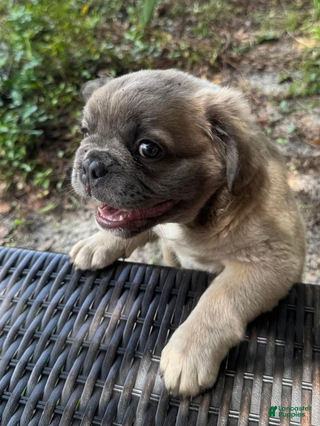 French Bulldog dogs for sale: CHEWIE - Image 1