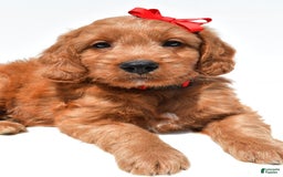 Mini Goldendoodle dogs for sale: Travis - Image 8