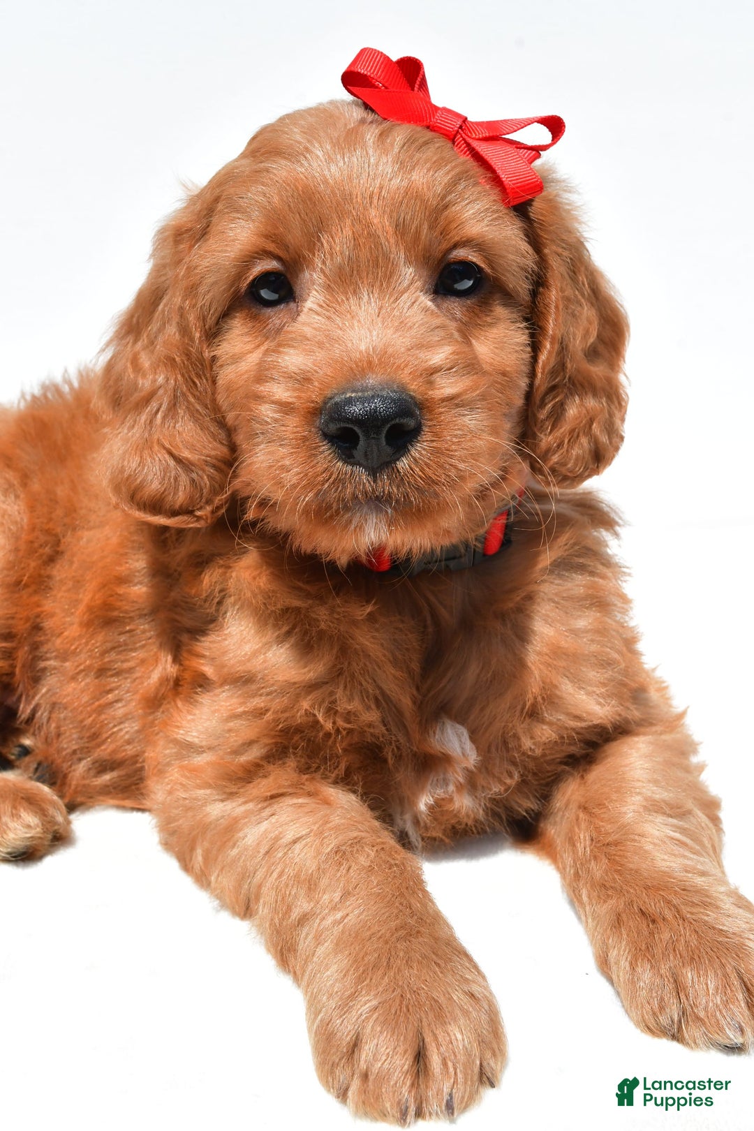 Mini Goldendoodle dogs for sale: Travis - Image 8