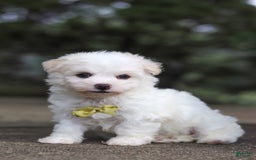 Havanese dogs for sale: Bryon - Image 11