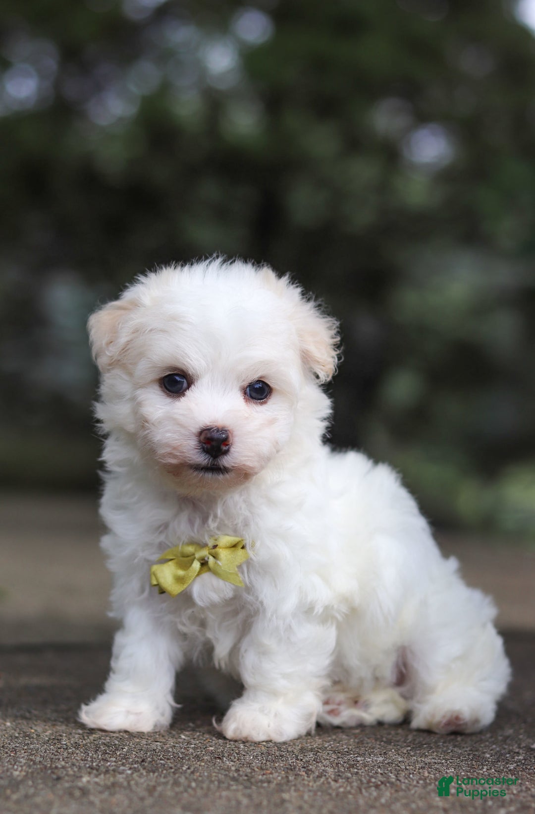 Havanese dogs for sale: Bryon - Image 11
