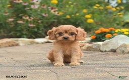 Cavapoo dogs for sale: Aspen - Image 1