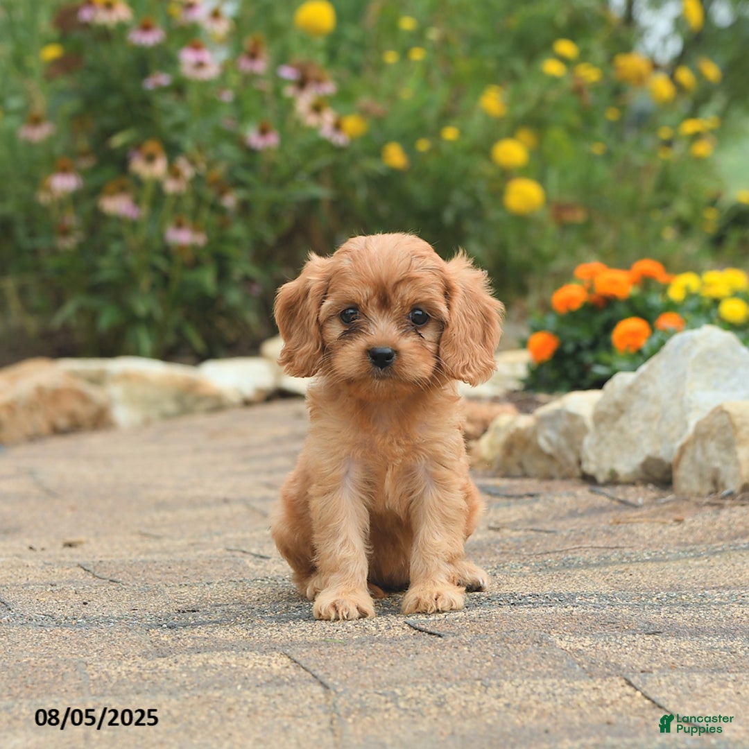 Cavapoo dogs for sale: Aspen - Image 1