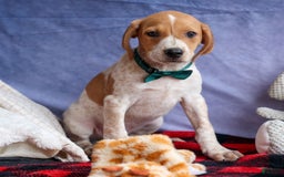 Beagle dogs for sale: Cookie - Image 4