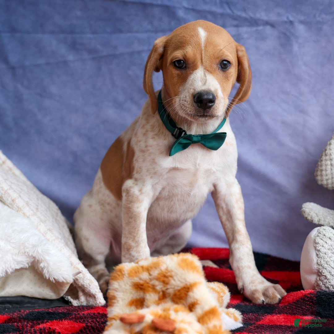 Beagle dogs for sale: Cookie - Image 4