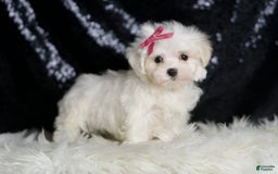Maltese dogs for sale: Opal - Image 6
