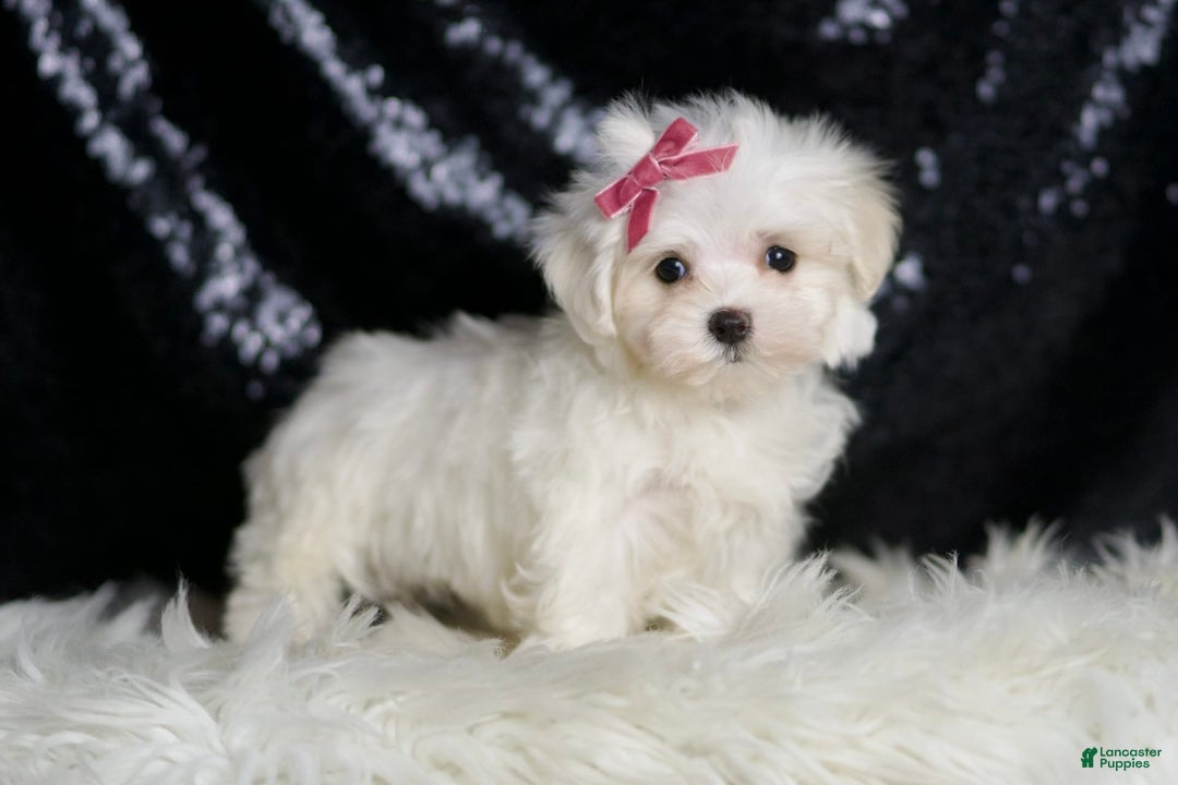 Maltese dogs for sale: Opal - Image 6