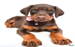 Doberman Pinscher dogs for sale: Macey - Image 4