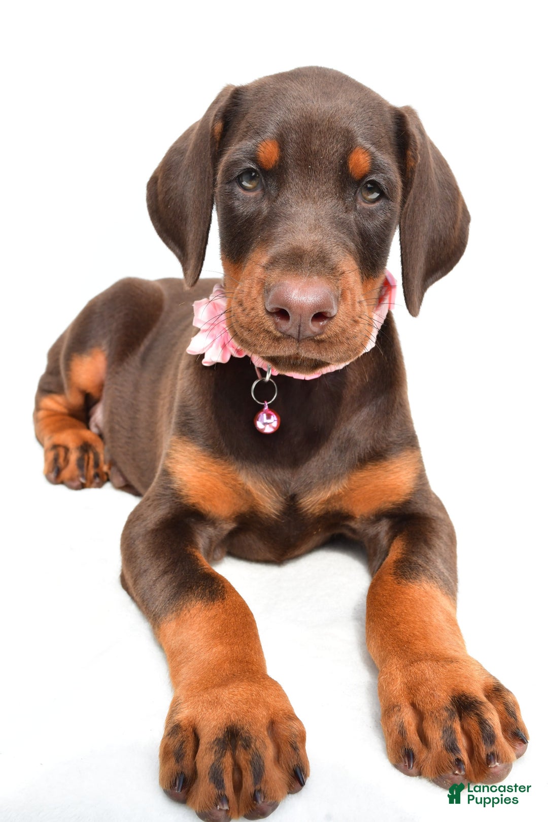 Doberman Pinscher dogs for sale: Macey - Image 4