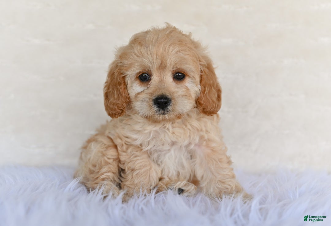 Cockapoo dogs for sale: Cockapoo 5 puppies - Image 6
