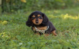 Miniature Dachshund dogs for sale: Sally - Image 5