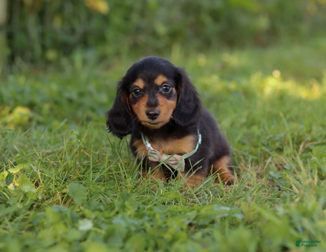 Miniature Dachshund dogs for sale: Sally - Image 5