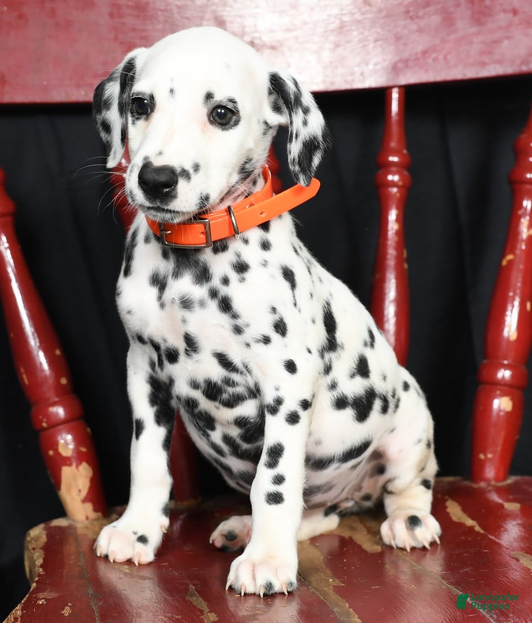 Dalmatian dogs for sale: Donna - Image 4