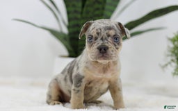 French Bulldog dogs for sale: French Bulldog 5 puppies - Image 23