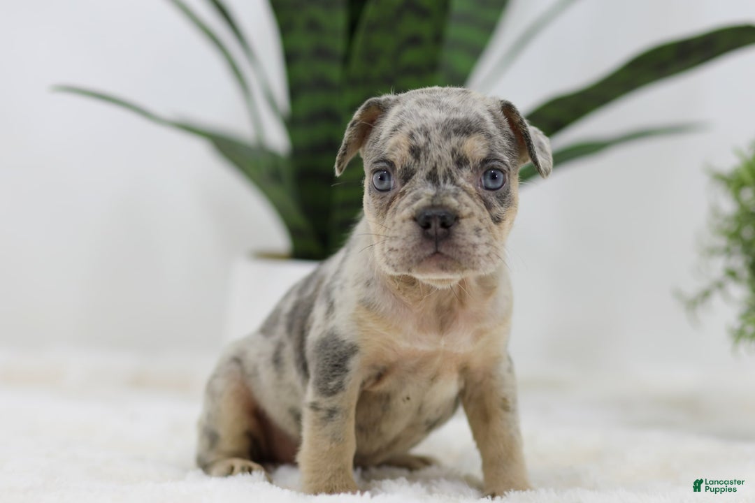 French Bulldog dogs for sale: French Bulldog 5 puppies - Image 23