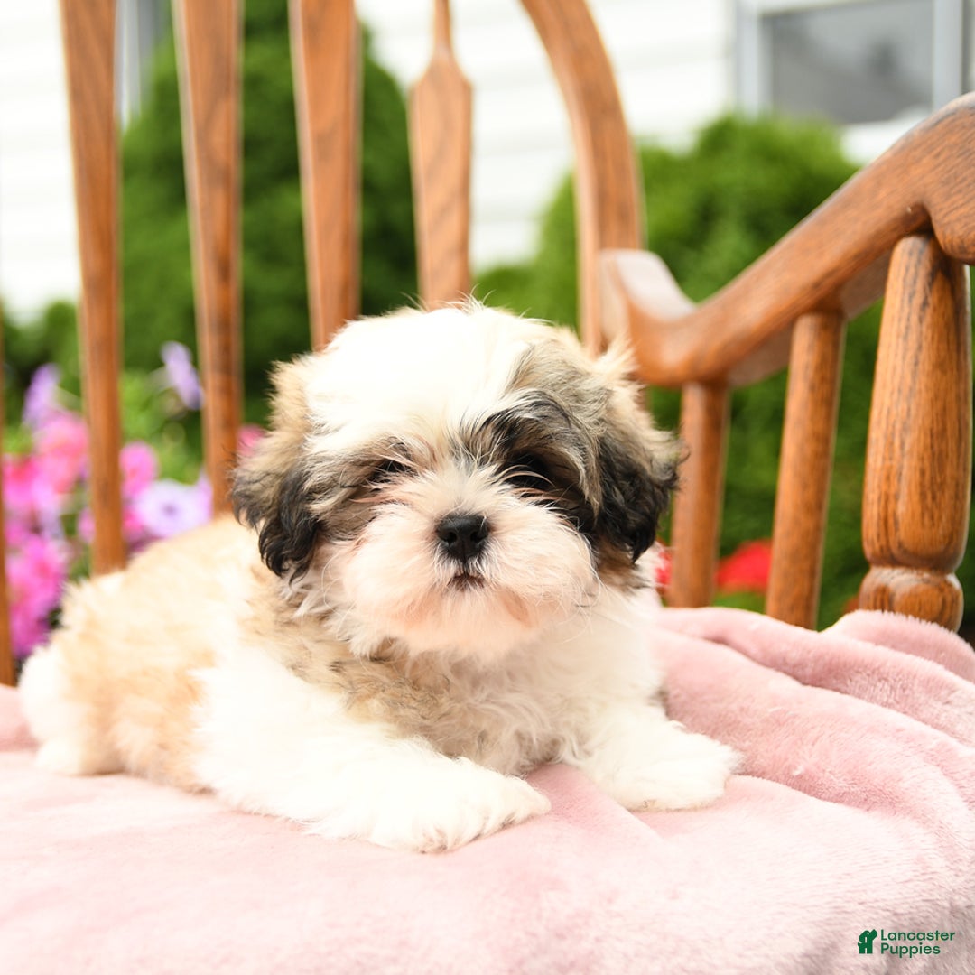 Shih Tzu dogs for sale: Benji - Image 3