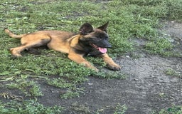 Belgian Malinois dogs for sale: Female - Image 2