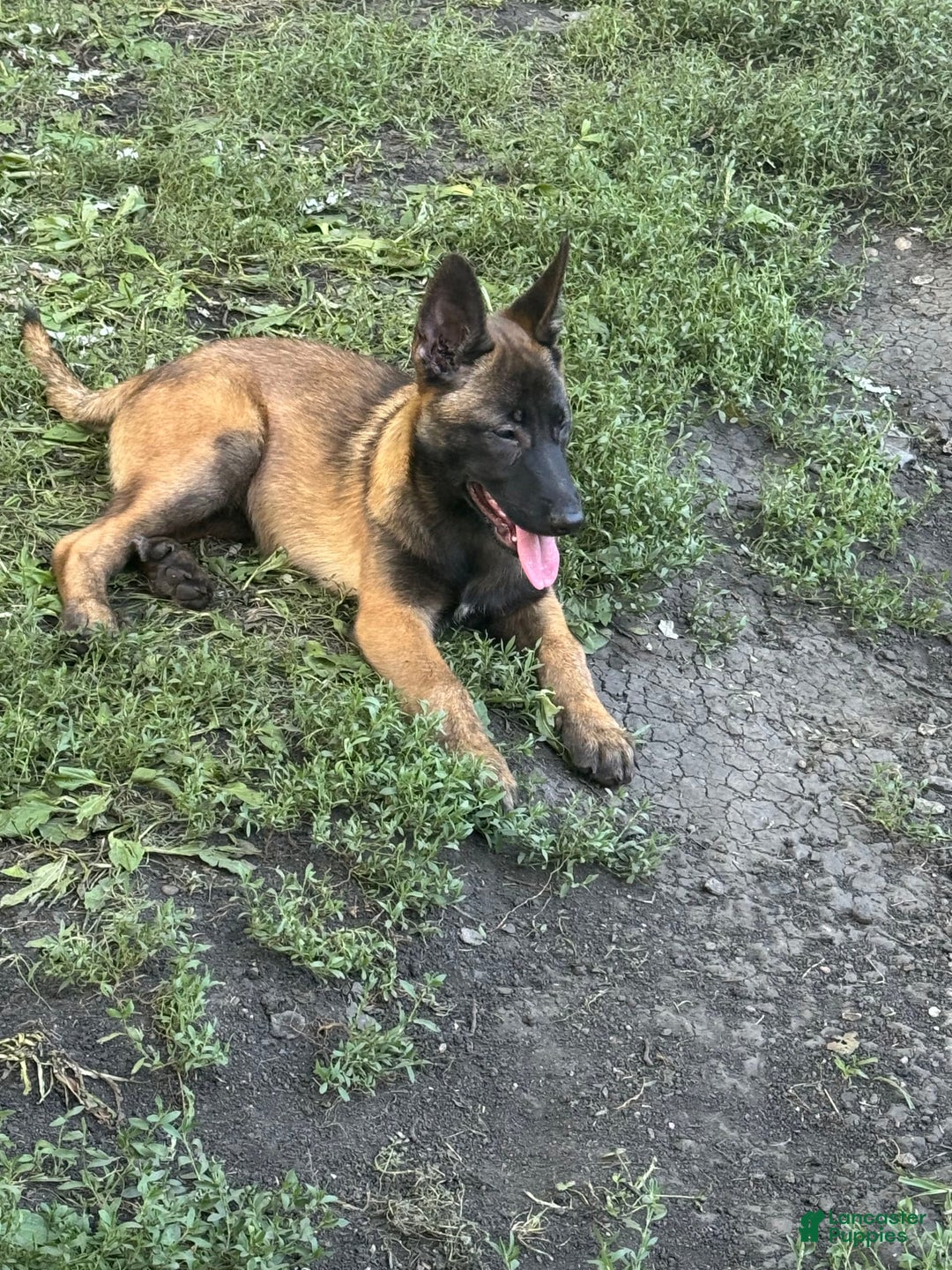 Belgian Malinois dogs for sale: Female - Image 2