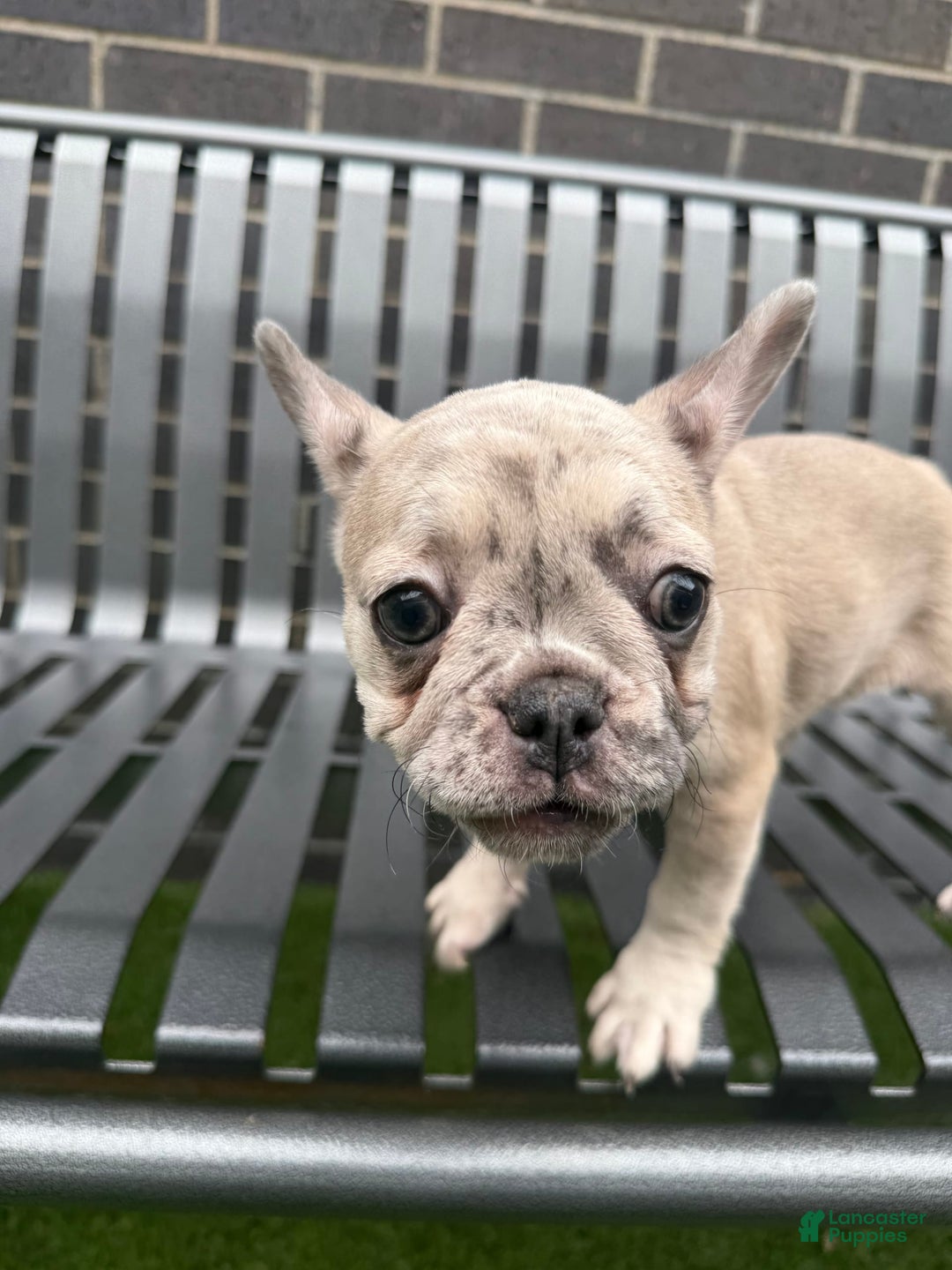 French Bulldog dogs for sale: Dior - Image 8