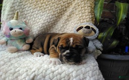 Olde English Bulldogge dogs for sale: Milo - Image 4