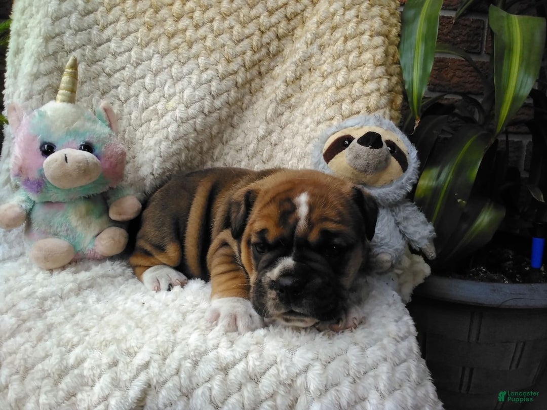 Olde English Bulldogge dogs for sale: Milo - Image 4