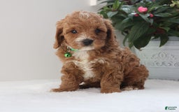 Cavapoo dogs for sale: Charlie - Image 3