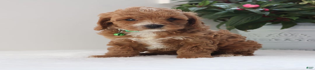 Charlie