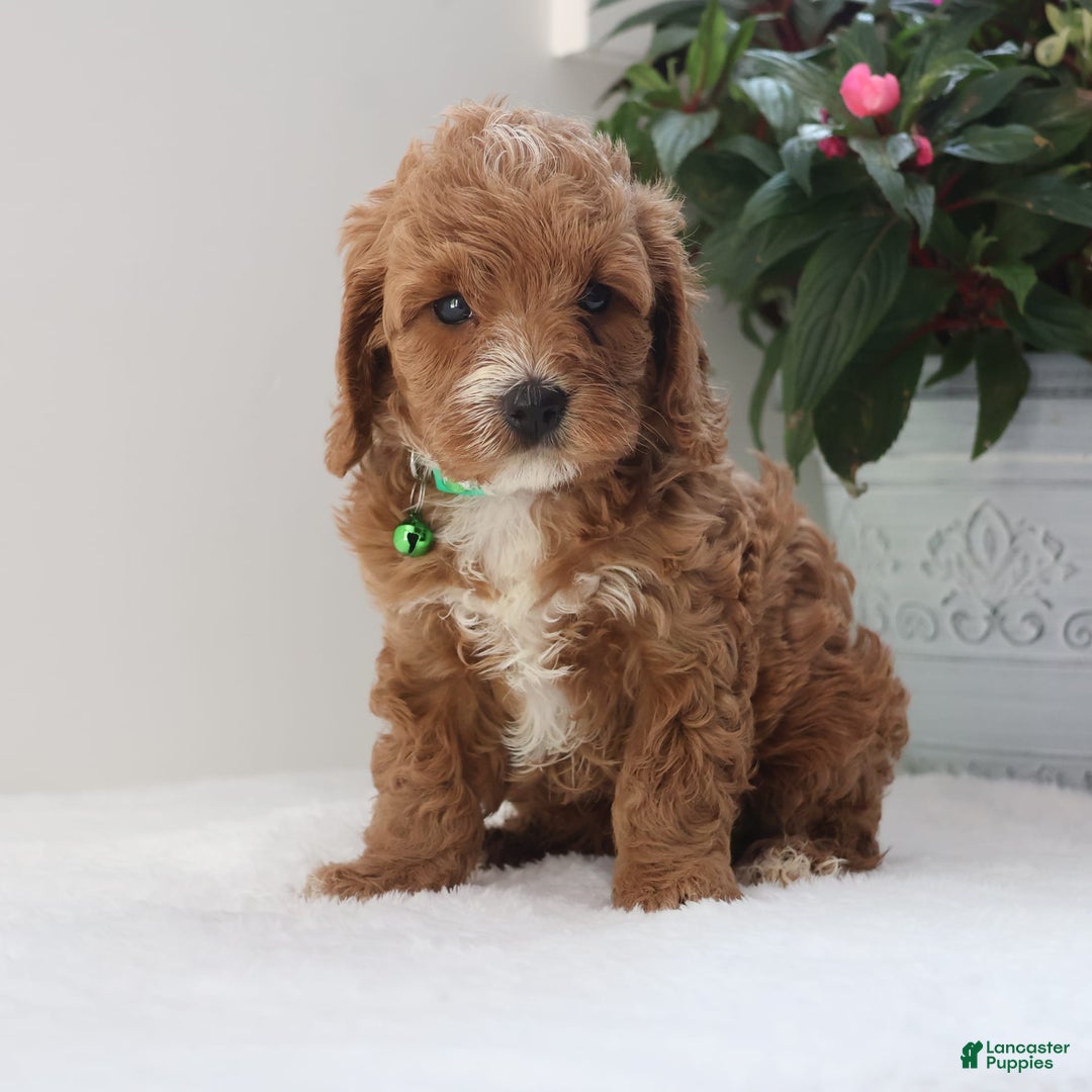 Cavapoo dogs for sale: Charlie - Image 3
