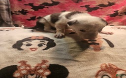Border Collie dogs for sale: Justi - Image 16