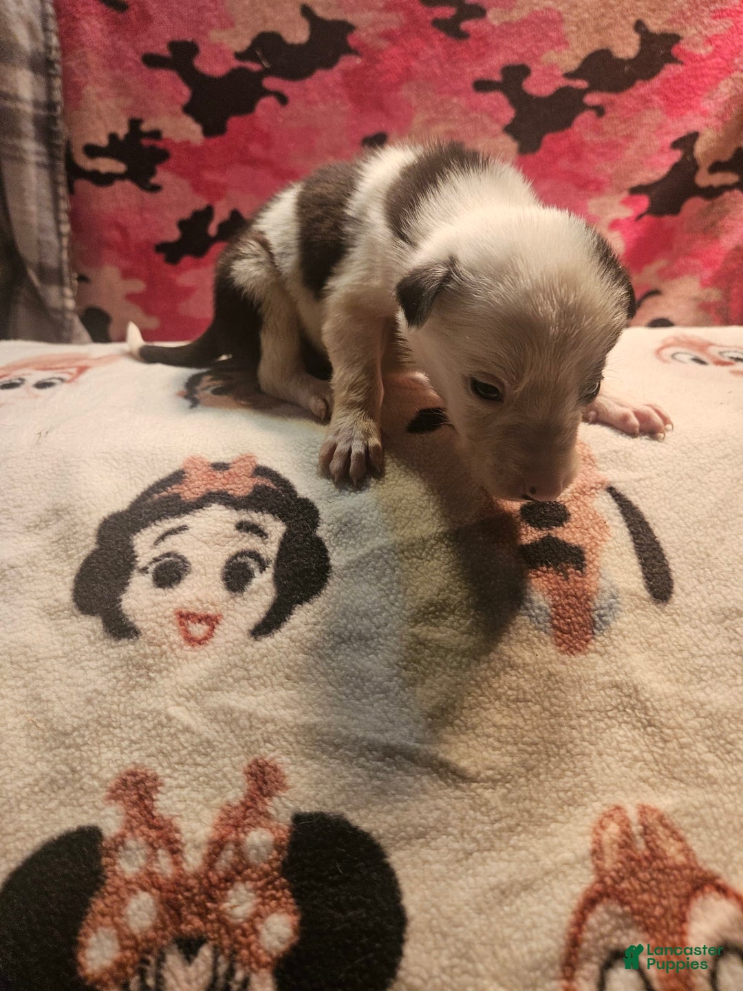Border Collie dogs for sale: Justi - Image 16