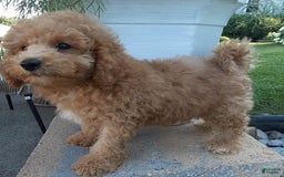 Bichpoo dogs for sale: Benson - Image 12