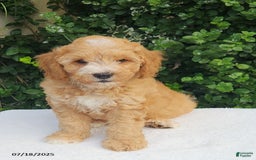 Mini Goldendoodle dogs for sale: Waylon - Image 2
