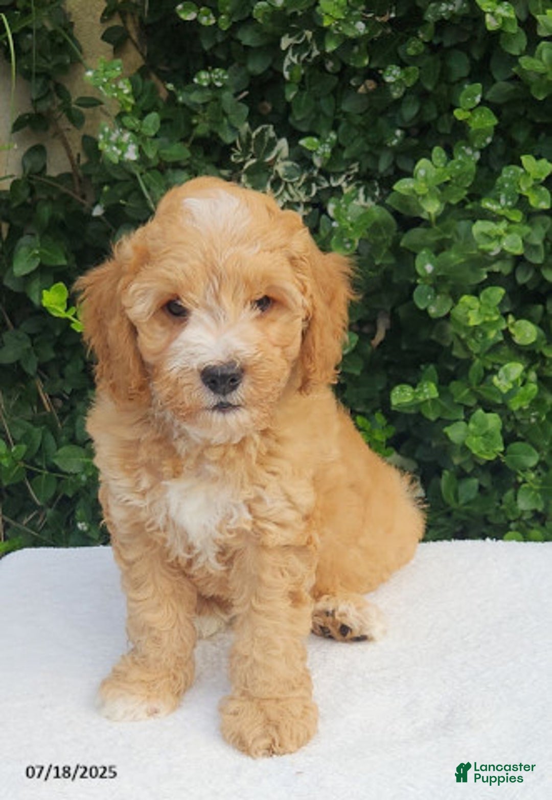 Mini Goldendoodle dogs for sale: Waylon - Image 2