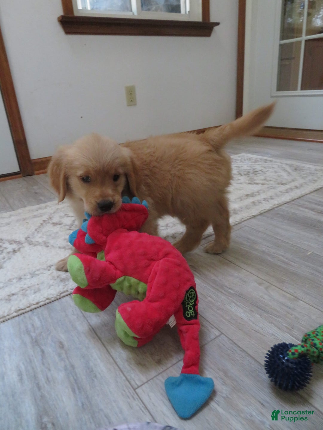 Golden Retriever dogs for sale: Starburst - Image 32