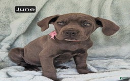 Cane Corso dogs for sale: June - Image 3