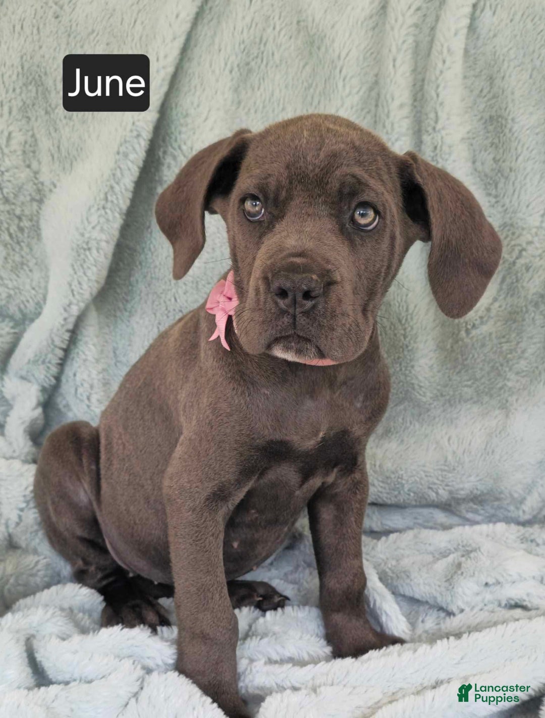 Cane Corso dogs for sale: June - Image 3