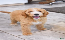 Goldendoodle dogs for sale: Mia - Image 2
