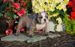 English Bulldog dogs for sale: Avery - Image 3