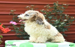 Miniature Poodle dogs for sale: Lucky - Image 2
