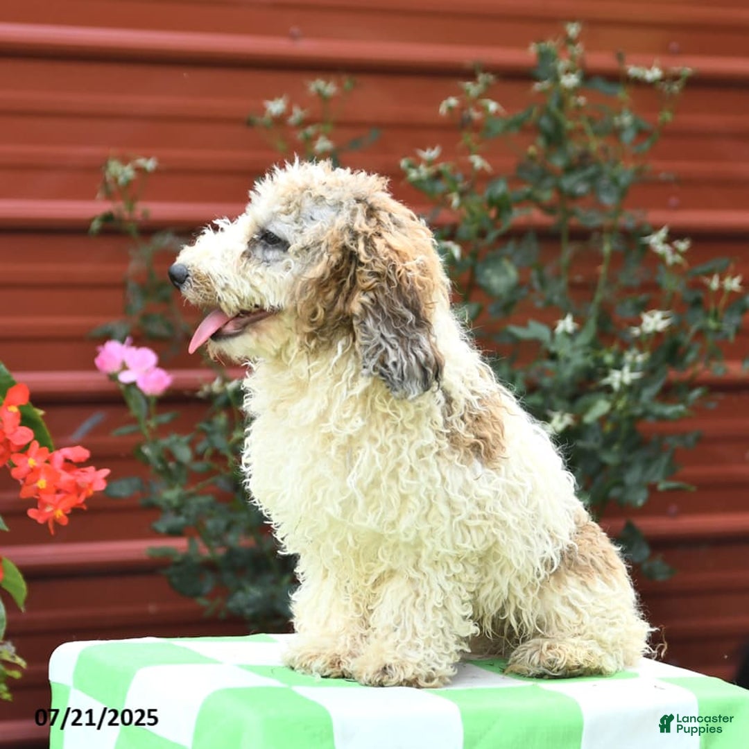 Miniature Poodle dogs for sale: Lucky - Image 2