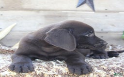 Labrador Retriever dogs for sale: Buckshot - Image 2