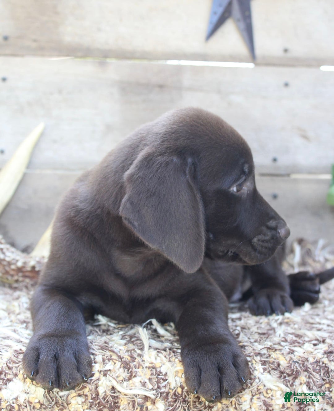 Labrador Retriever dogs for sale: Buckshot - Image 2